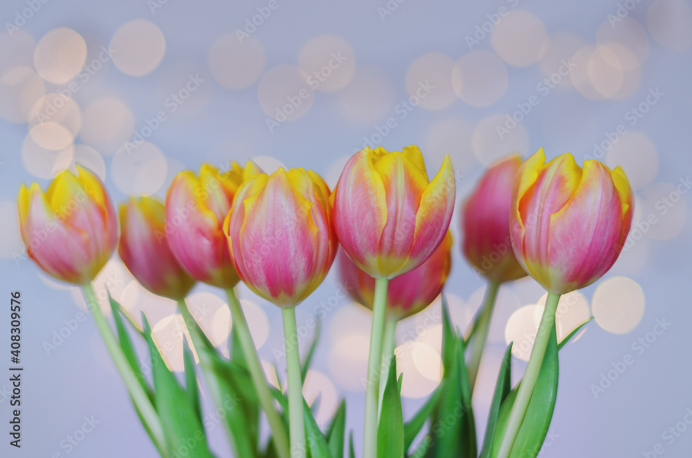 Top view of beautiful pink, yellow tulips on blue background with bokeh. Greeting card. 8 March. Mother's Day. Happy Women's Day. Top view of beautiful pink, yellow tulips on blue background with bokeh. Greeting card. 8 March. Mother's Day. Happy Women's Day.