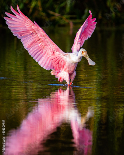 Tableau sur toile A roseate spoonbill landing in water with a reflection