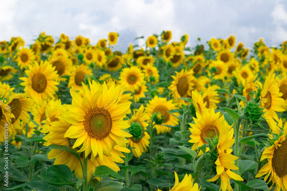 Bright yellow field of sunflowers with gray sky view
