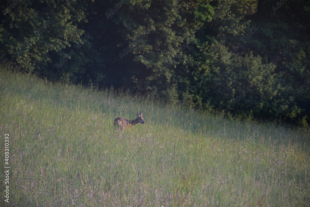 Reh in der Wiese Reh in der Wiese