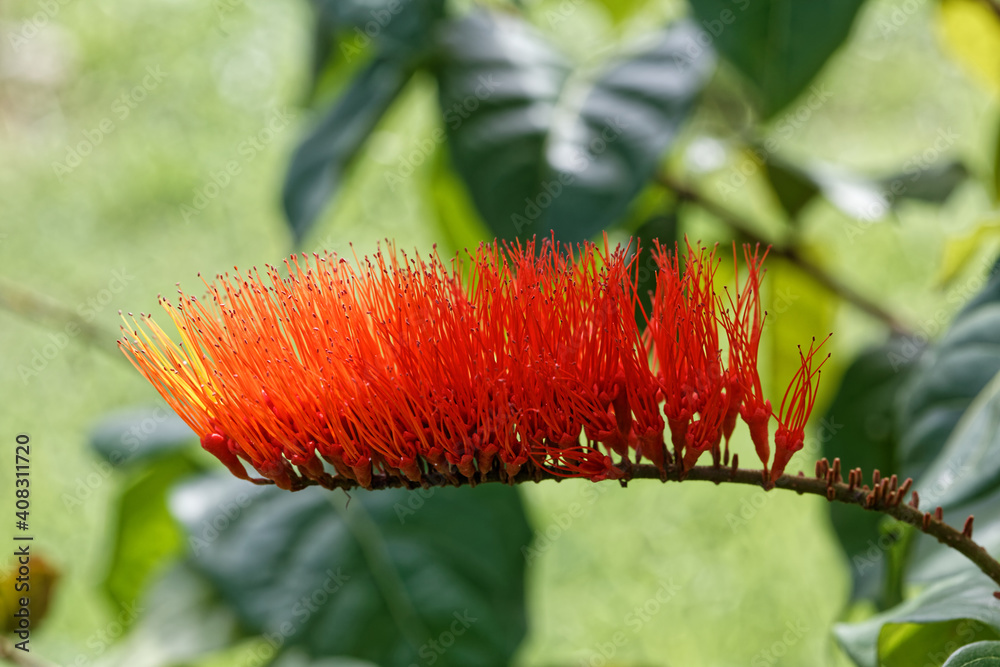 Obraz premium Combretum rotundifolium appelé brosse de singe en Guyane française