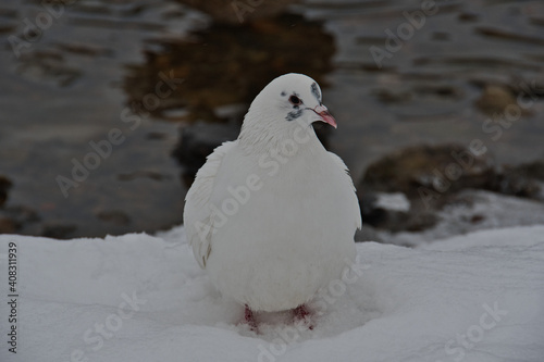 A white dove with a pinkish beak and black eyes sits on white snow against the backdrop of an unfrozen river.