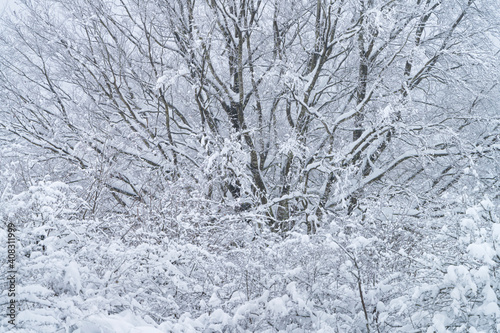 Snowy beech forest in winter in Puerto de Opakua, in the Sierra de Entzia Natural Park. Alava. Basque Country. Spain.Europe