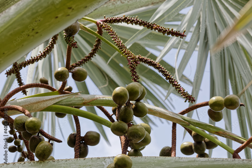 Fruits du palmier de Bismarck Guyane française Stock Photo Adobe Stock