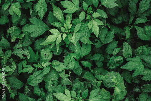 Natural green background of green leaves with vintage filter