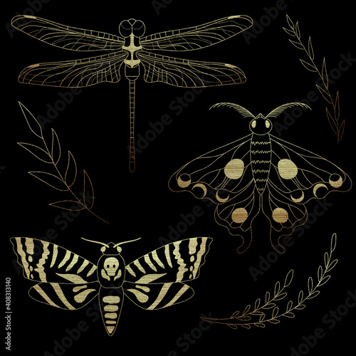 Fototapeta Collection of golden insects: dragonfly, lunar moth and death's head hawkmoth, and plant elements