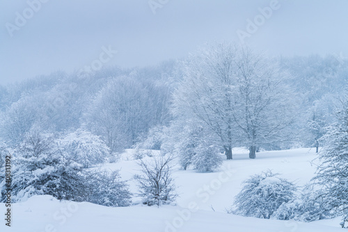 Espino Albar and Beech Forest in the Raso de Opakua snowed in winter in the Port of Opakua  in the Natural Park of the Sierra de Entzia. Alava. Basque Country. Spain.Europe