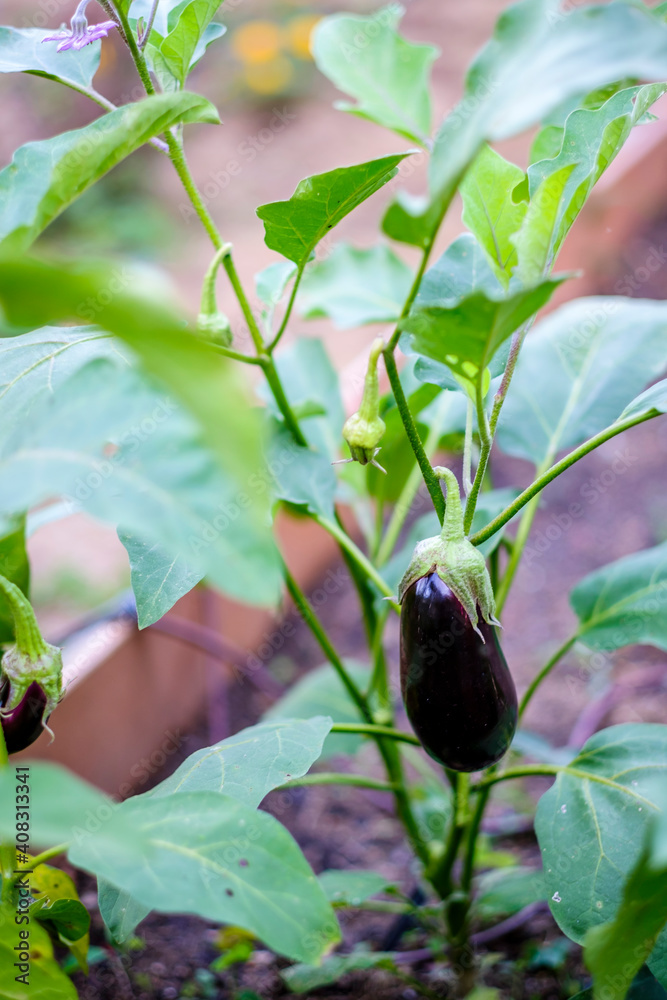 Orchard with Eggplant, plant species in the nightshade family Solanaceae. Solanum melongena is