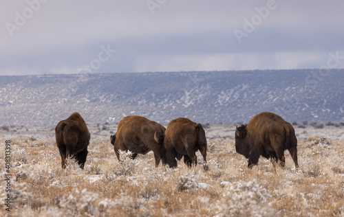 Bison in Winter in Northern Arizona