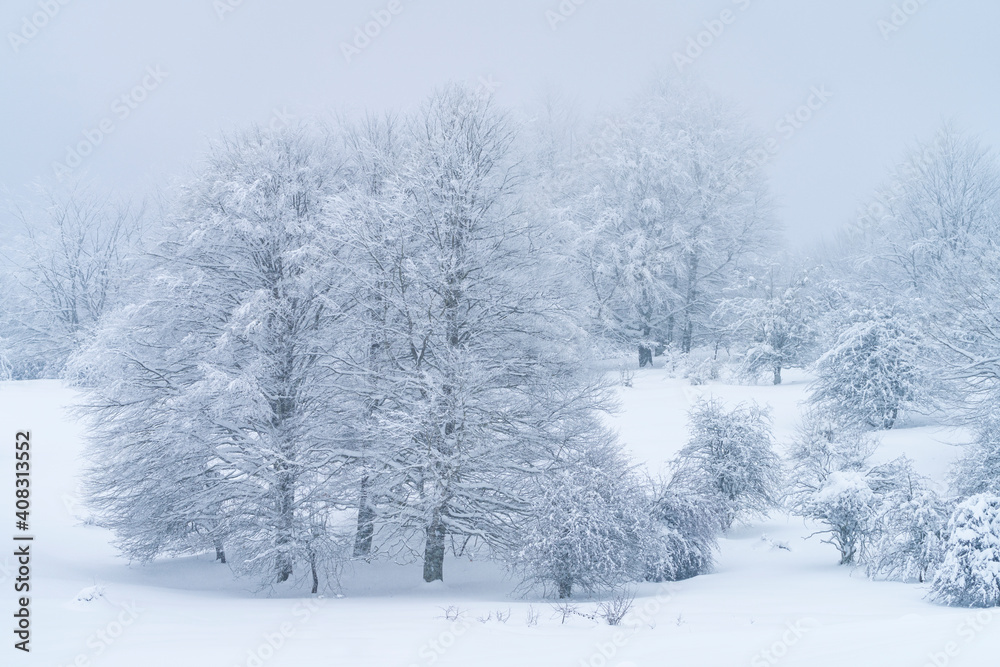 Snowy beech forest in winter in Puerto de Opakua, in the Sierra de Entzia Natural Park. Alava. Basque Country. Spain.Europe