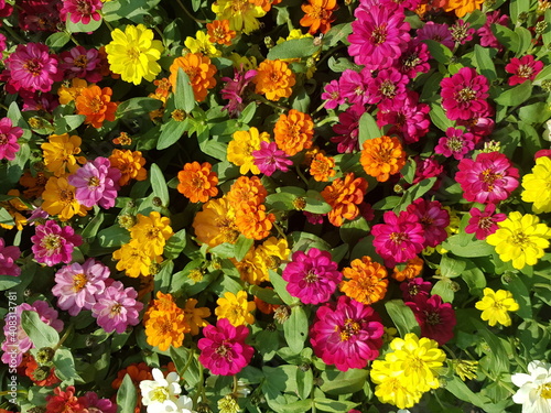 Wallpaper image Zinnia flower Many colors, bright, beautiful © Pingky