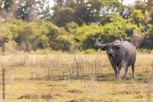 Fototapeta Naklejka Na Ścianę i Meble -  A Big Buffalo In The Field, Udon Thani, Thailand.