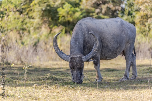 A Big Buffalo In The Field  Udon Thani  Thailand.