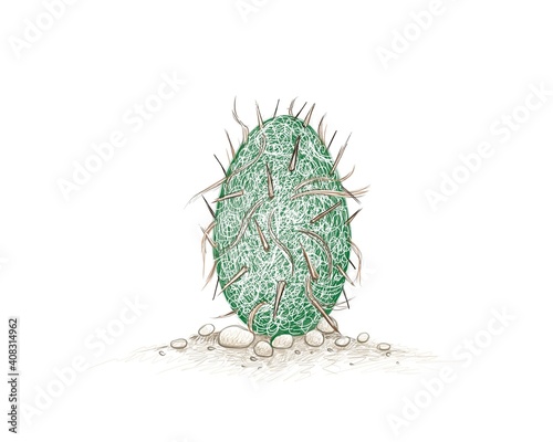 Illustration Hand Drawn Sketch of Oreocereus Trollii or Old Man of The Andes Cactus. A Succulent Plants with Sharp Thorns for Garden Decoration.
