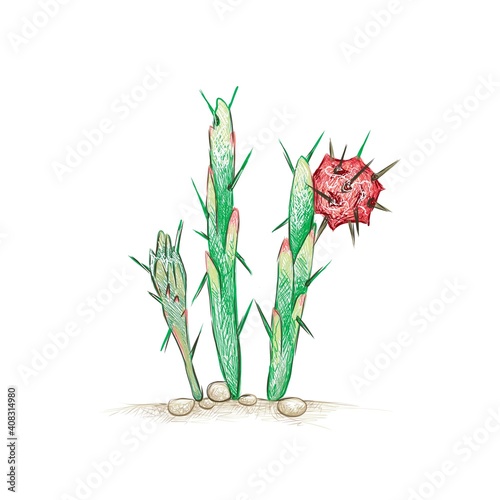 Illustration Hand Drawn Sketch of Harrisia, Applecactus, Moonlight Cactus with Red Fruits for Garden Decoration.
 photo
