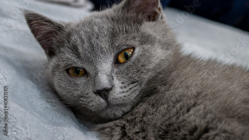 British cat, portrait kitten on a colored blur background
