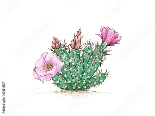 Illustration Hand Drawn Sketch of Grusonia Cactus with Pink Flower for Garden Decoration.
