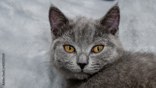 British cat, portrait kitten on a colored blur background