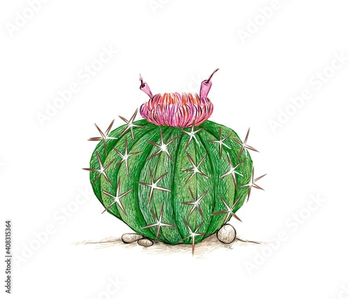 Illustration Hand Drawn Sketch of Melocactus, Melon Cactus or Turk's Cap Cactus with Red Flower. A Succulent Plants with Sharp Thorns for Garden Decoration.
 photo