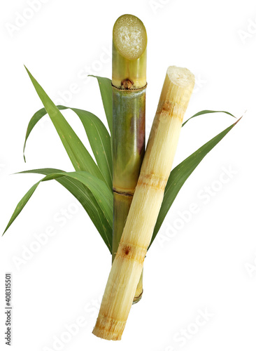 Sugar cane isolated on white background photo