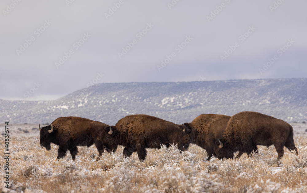 Bison in Winter in Northern Arizona Bison in Winter in Northern Arizona