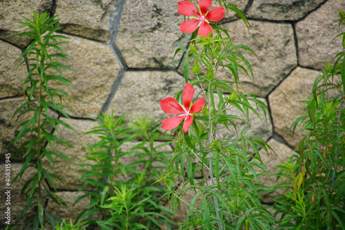 モミジアオイの赤い花 photo