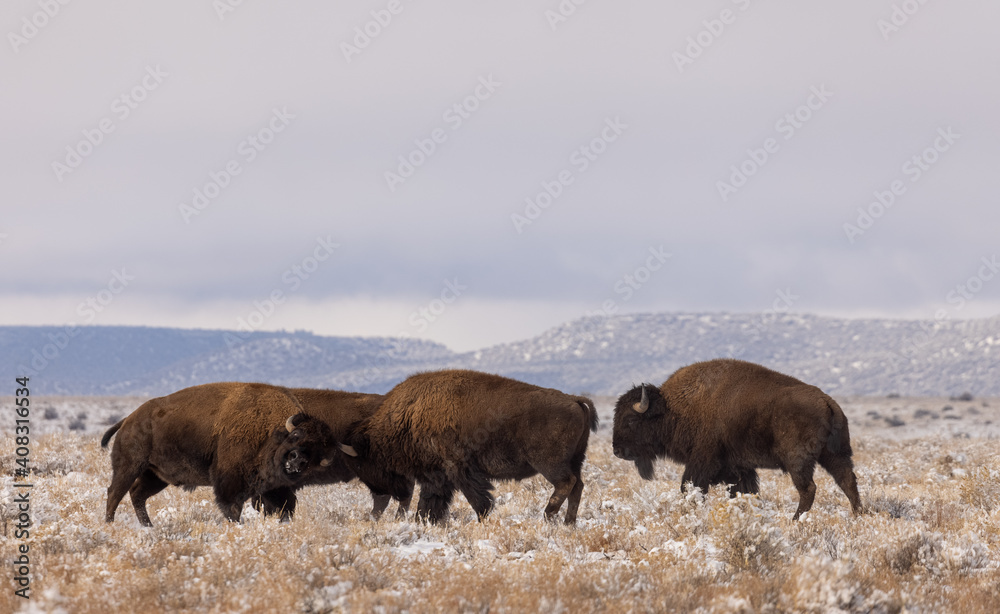 Bison in Winter in Northern Arizona Bison in Winter in Northern Arizona