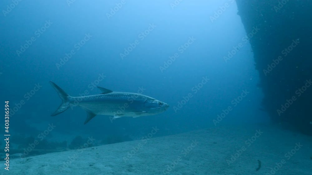 Tarpon in turquoise water of coral reef in Caribbean Sea, Curacao around the ship wreck of Superior Producer Tarpon in turquoise water of coral reef in Caribbean Sea, Curacao around the ship wreck of Superior Producer