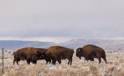 Bison in Winter in Northern Arizona