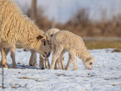 cute newborn lambs on a farm - close up - early spring © Vera Kuttelvaserova