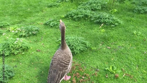 A Greylag Goose in St. James Park, London, United Kingdom. Camera following the animal.