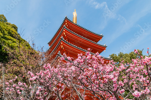 東長寺の塔と梅の花