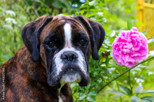 Beautiful brindle boxer dog's head with big pink rose in the garden, excellent background © Liza