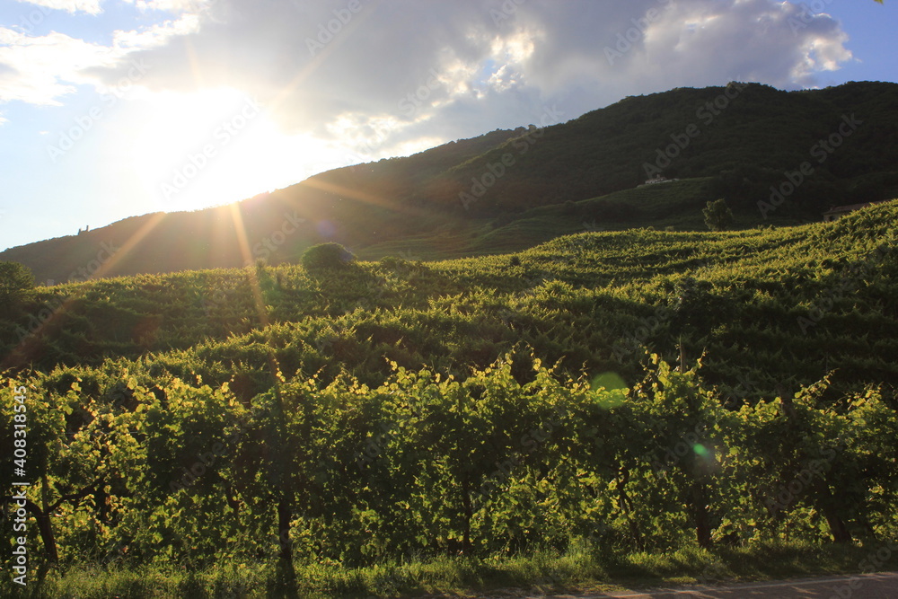 Obraz premium Colline del Prosecco 