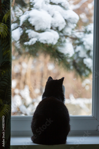 Fototapeta Naklejka Na Ścianę i Meble -  Cat on window