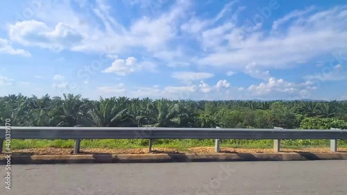 Palm Oil Plantation Under Bright Blue Sky - Pan Left To Right 