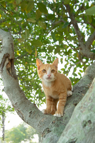 A cute and naughty orange little cat