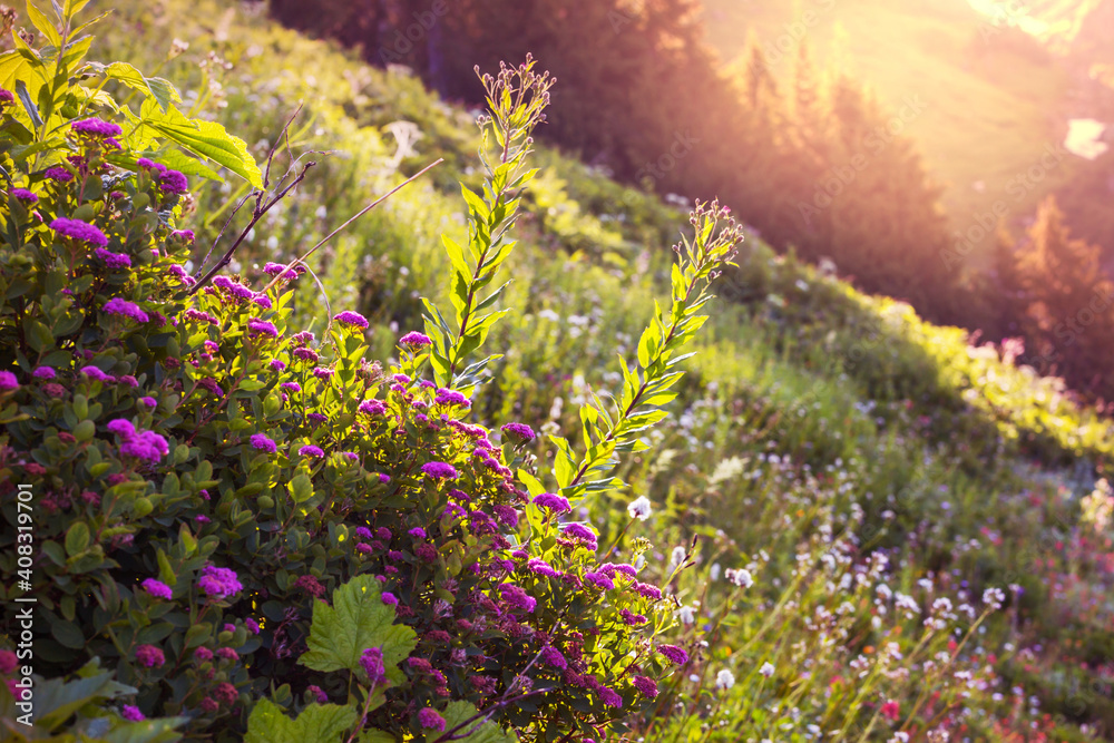 Obraz premium Mountains meadow
