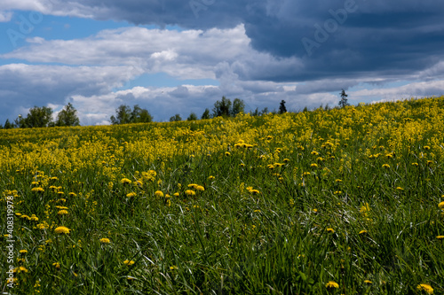Fototapeta Naklejka Na Ścianę i Meble -  blooming yellow dandelion meadow with beautiful blue skies and fluffy clouds in them