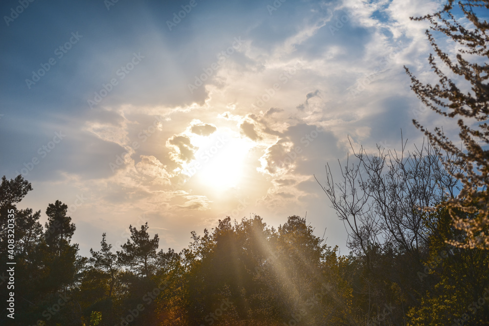 Fototapeta premium Forest Trees. Nature green wood sunlight Background.