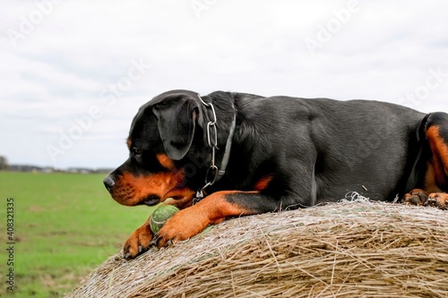 Fototapeta Naklejka Na Ścianę i Meble -  Rottweiler dog on the big bale of hay, beautiful head