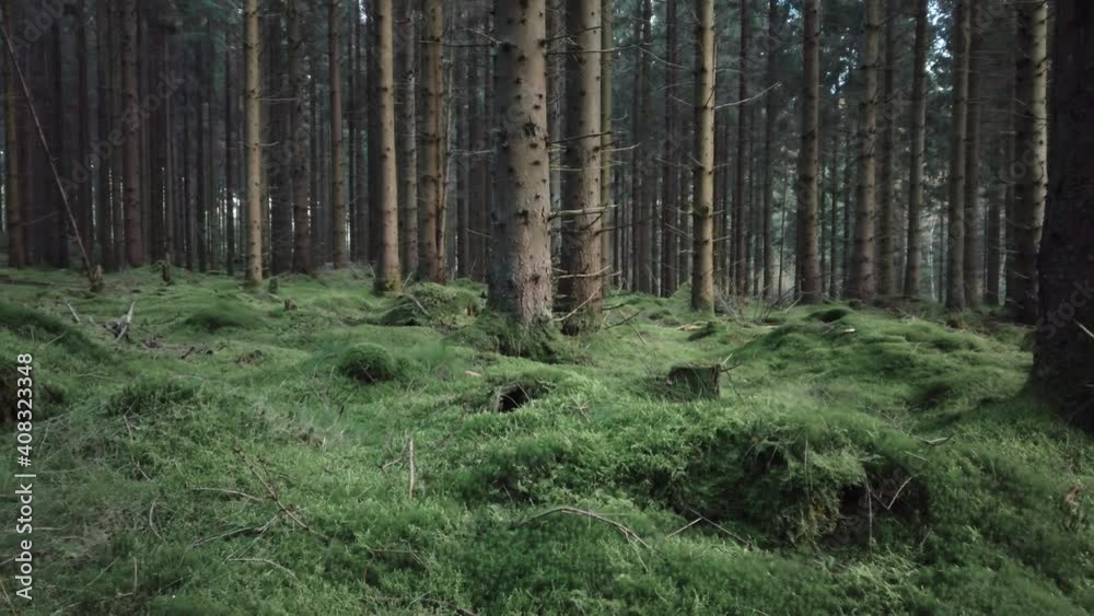 Beautiful conifer forest with long pine trees and green moss carpet, panning right. 4k Beautiful conifer forest with long pine trees and green moss carpet, panning right. 4k