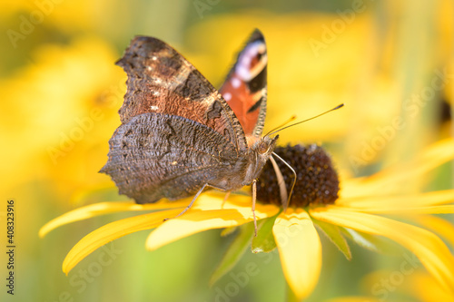 Peacock-butterfly - Aglais-io - on orange coneflower - Rudbeckia fulgida photo
