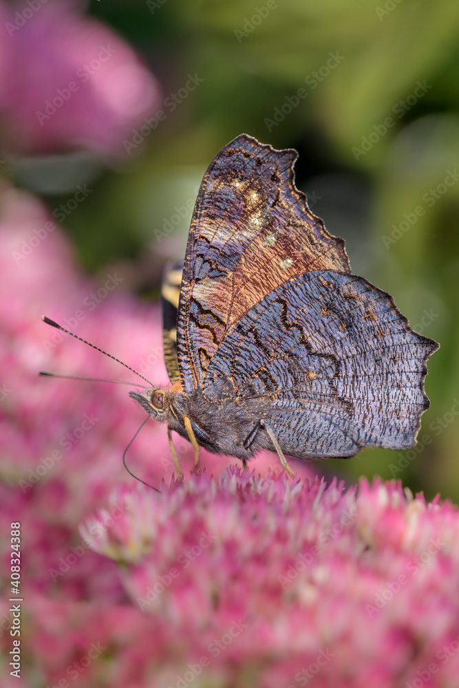 Fototapeta premium Peacock-butterfly - Aglais-io - on a orpine blossom - Sedum telephium