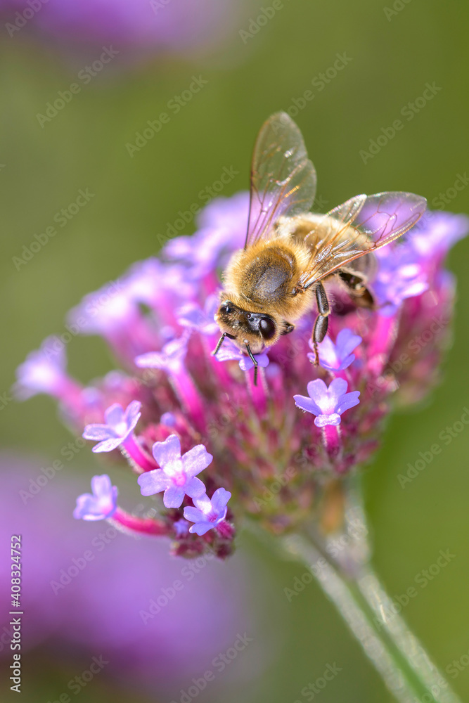 Bee - Apis mellifera - pollinates Verbena bonariensis Bee - Apis mellifera - pollinates Verbena bonariensis