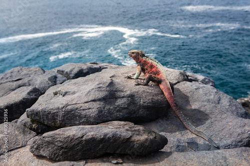 Galapagos marine iguana resting on rocky beach and looking away. Espanola island, Punta Suarez, Galapagos Islands, Ecuador.