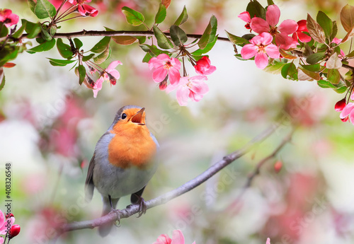 small songbird, a robin, sits in a sunny garden in May among the flowers of a...