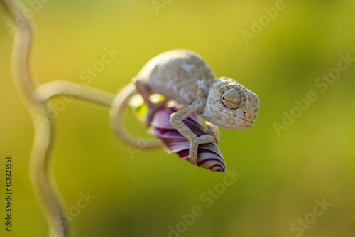 Macro shots, Beautiful nature scene baby grey chameleon © mehmetkrc