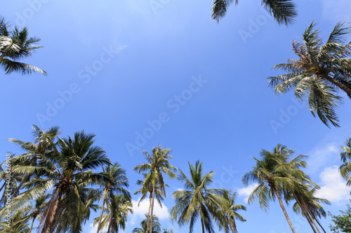 Coconut tree against blue sky