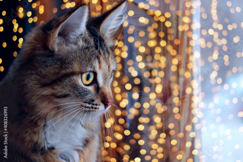 Tabby cat looking through the window, blurry lights background. Pets, animals, holidays concept.